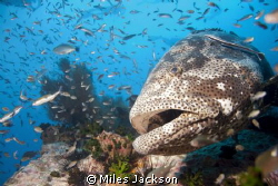 Brown Marbled Grouper poses for a second shot by Miles Jackson 
